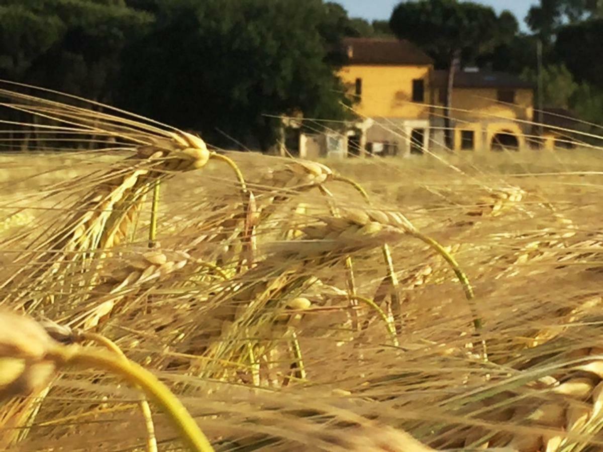 Appartamento Podere La Grande Quercia Rosignano Marittimo Esterno foto