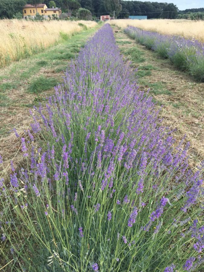 Appartamento Podere La Grande Quercia Rosignano Marittimo Esterno foto